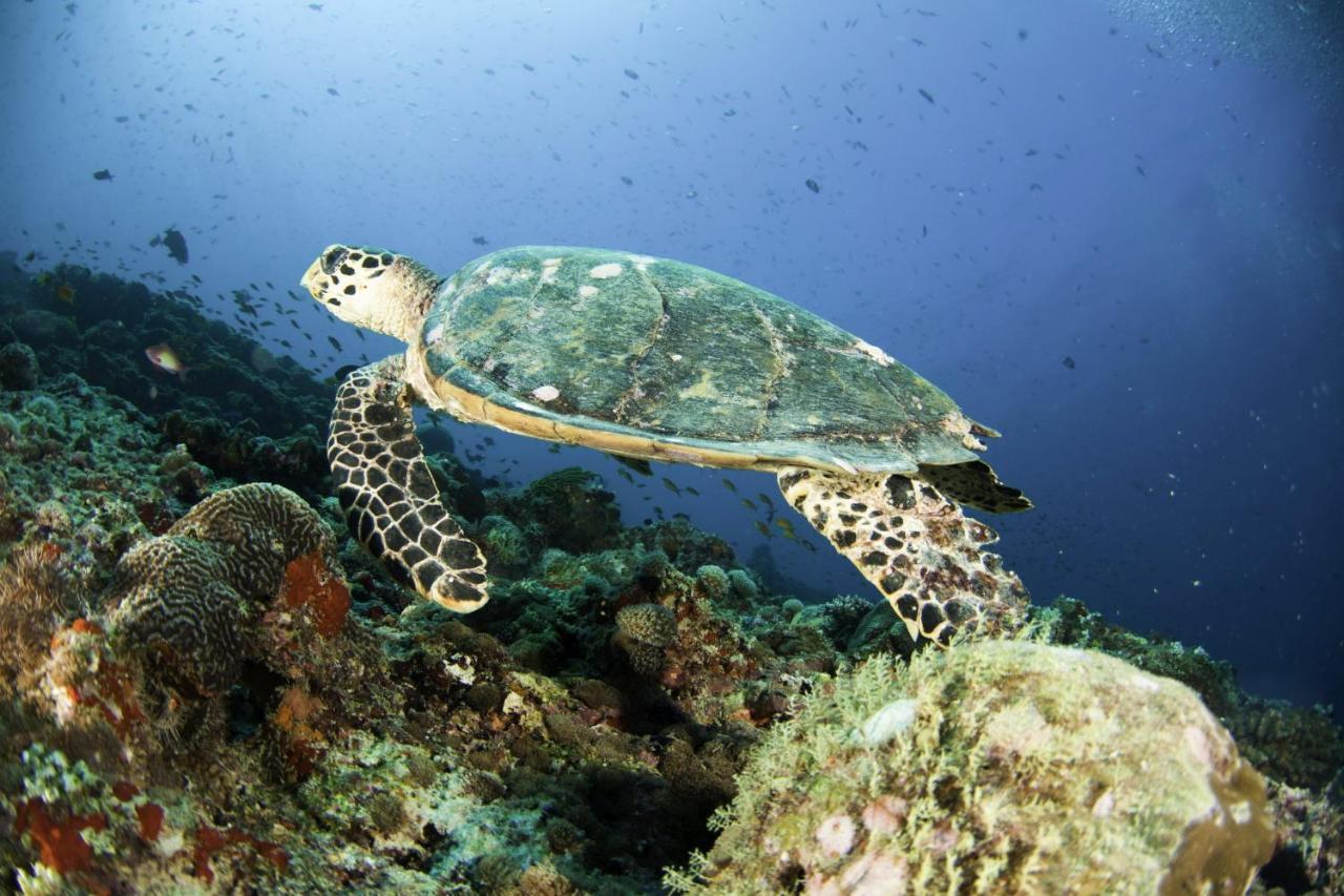 The Centara Collection, Island & Maldives - 30 Percent Discount On Transfers For Min 4 Nights And More, Valid For Reservations Between 11th Feb 22 Dec 2025 Resort